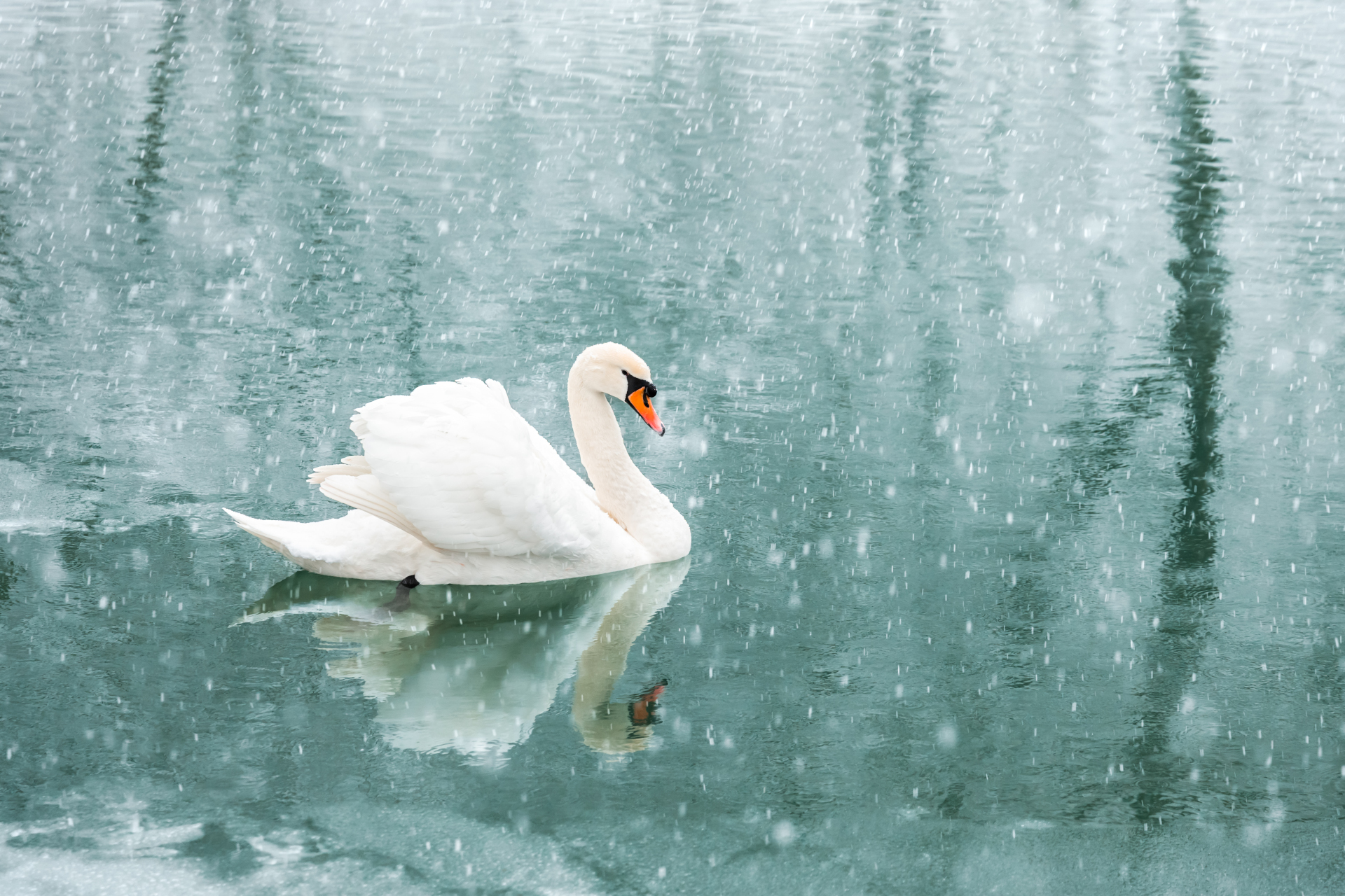 Osakidetza, la historia del cisne que se convirtió en patito feo